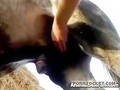 Horsey penetration