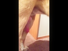 blonde playing with dog
