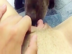 Cão lambendo buceta greluda