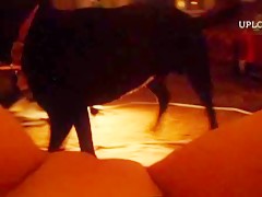 Animal want action 5