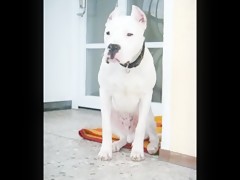 Perrito travieso y gay satisfecho