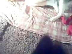 Dog springer