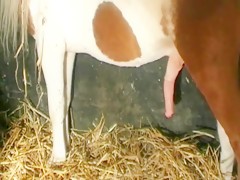 Titty Milking