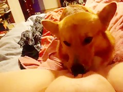 Compilation dog creampie Compilation of