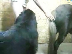 Doggie and brunette pignails teeny