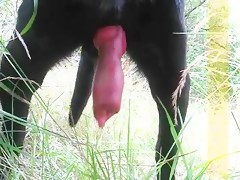 comerme la polla