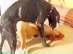 Animal dog sex lovers 18