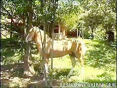 Bestiality Content Horse sex video