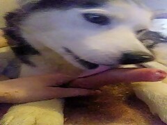 Husky lick a dick