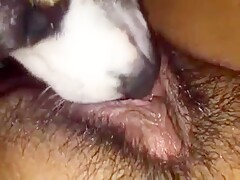 Dog licking pussy
