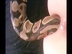 Live snake anal insertion