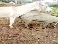 Donkey fucks pig