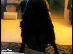 First time fuck with dog 100%steal