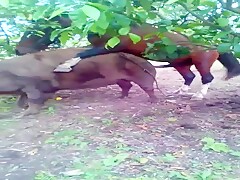 Horse fucks pig sow