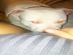 lick7