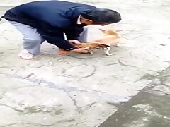 狗狗搞母鷄