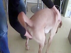french mature suck cock