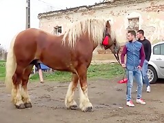 Horse