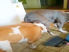 My dog sucking off my other dog