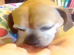 Short but good lick