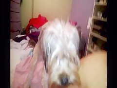 Dog cum
