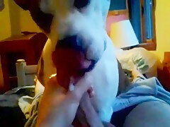 2 dogs licked cum