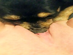 Cachorrinho enfia o fucinho na buceta pra língua entrar