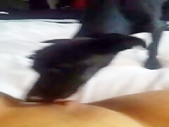 Deixando o dog lamber a buceta